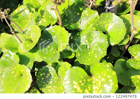 日本蜂斗菜「青眼天星」的黃色斑葉 122497478