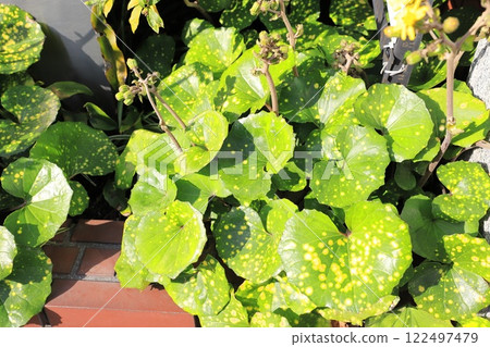 日本蜂斗菜「青眼天星」的黃色斑葉 122497479