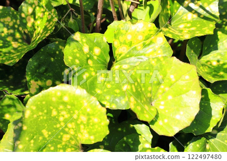 日本蜂斗菜「青眼天星」的黃色斑葉 122497480