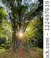 Asian Bamboo grove in the forest with morning sunlight in the park 122497639