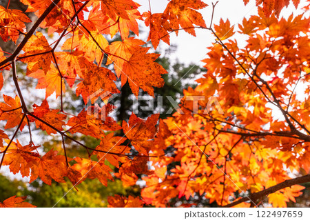 【栃木縣】奧日光中禪寺湖畔的紅葉 122497659