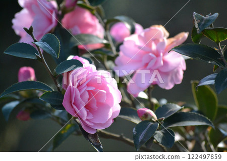 Camellia Williamsy 122497859