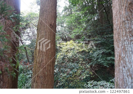 大雪松樹 122497861