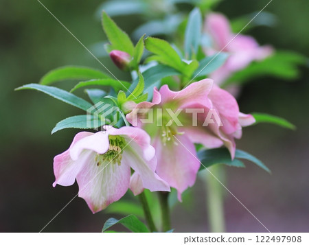 聖誕玫瑰鮮花 聖誕玫瑰鮮花 122497908