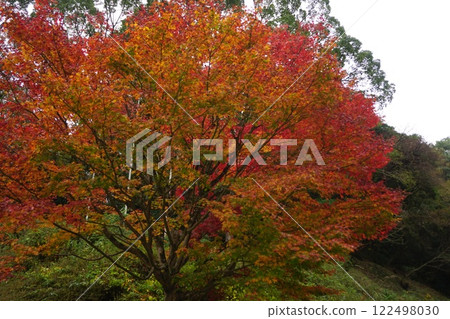 秋葉被染成鮮豔的紅色 122498030