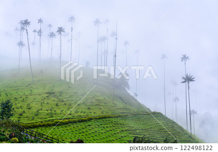 Hill with giant Quindio wax palms in Valle de Cocora, Quindio, Colombia 122498122