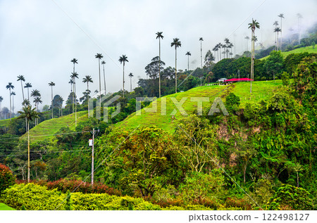 Giant tall Quindio wax palms in Cocora Valley, Quindio, Colombia 122498127