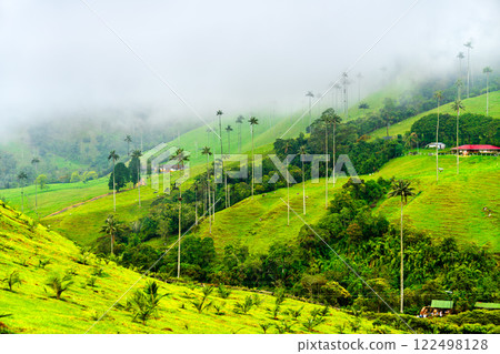 Giant tall Quindio wax palms in Cocora Valley, Quindio, Colombia Giant tall Quindio wax palms in Cocora Valley, Quindio, Colombia 122498128
