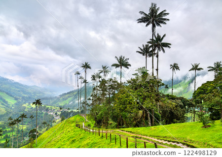 Giant tall Quindio wax palms in Cocora Valley, Quindio, Colombia 122498129