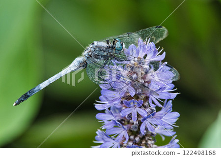 Dragonfly resting on a Pontederia flower 122498168