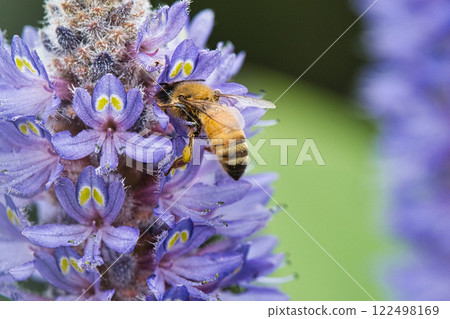 一隻蜜蜂在 Pontederia 花上休息 122498169
