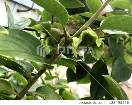 柿子堅果 柿子堅果 122498356