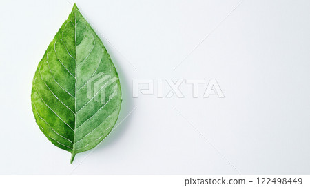 single green leaf with detailed veins on light background 122498449