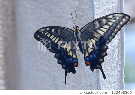 A newly emerged swallowtail butterfly 122498500
