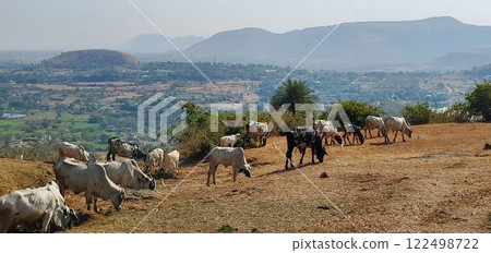 grazing 122498722