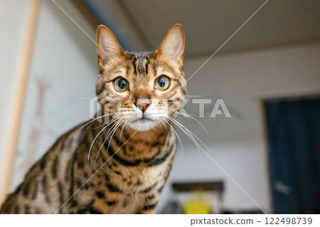 Innocent cat Bengal House cat 122498739