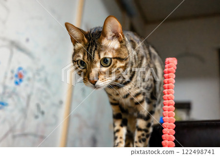 Innocent cat Bengal House cat 122498741
