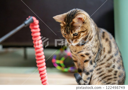 Innocent cat Bengal House cat 122498749