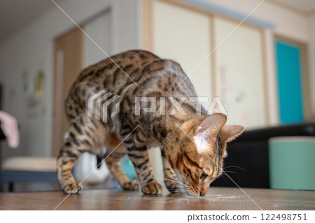 Innocent cat Bengal House cat 122498751