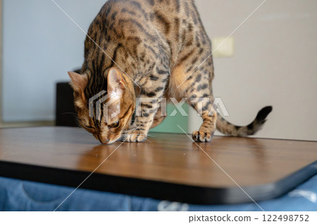 Innocent cat Bengal House cat 122498752
