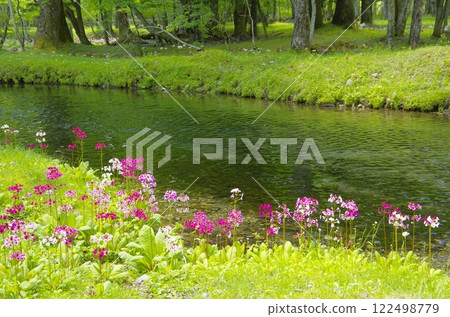 奧日光千手濱的櫻草花 奧日光千手濱的櫻草花 122498779