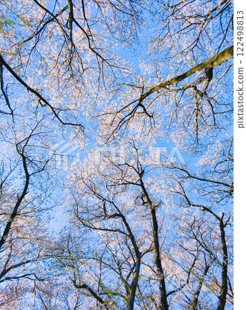 Cherry blossoms and blue sky (at Gongendo Sakura Tsutsumi) 122498813