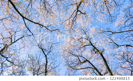Cherry blossoms and blue sky (at Gongendo Sakura Tsutsumi) 122498815