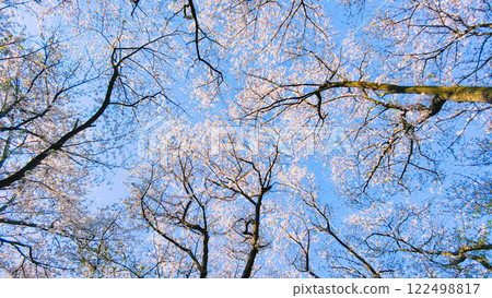 Cherry blossoms and blue sky (at Gongendo Sakura Tsutsumi) 122498817