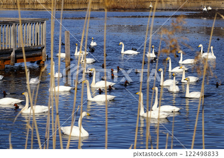 浪漫的茨城（天鵝在蘆葦上像五線譜演奏著音符）。 122498833
