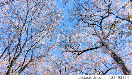 Cherry blossoms and blue sky (at Gongendo Sakura Tsutsumi) 122498834