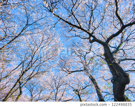 Cherry blossoms and blue sky (at Gongendo Sakura Tsutsumi) 122498835