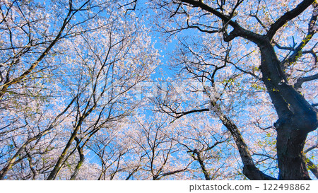 Cherry blossoms and blue sky (at Gongendo Sakura Tsutsumi) 122498862