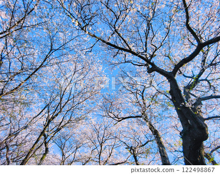 Cherry blossoms and blue sky (at Gongendo Sakura Tsutsumi) 122498867