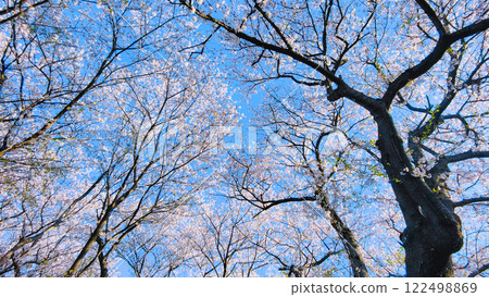 Cherry blossoms and blue sky (at Gongendo Sakura Tsutsumi) Cherry blossoms and blue sky (at Gongendo Sakura Tsutsumi) 122498869