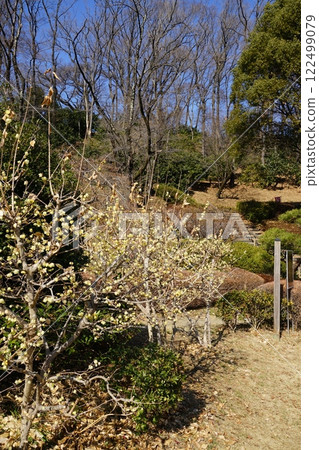 Scenery of winter sweets in Yakushiike Park in Machida, Tokyo 122499079