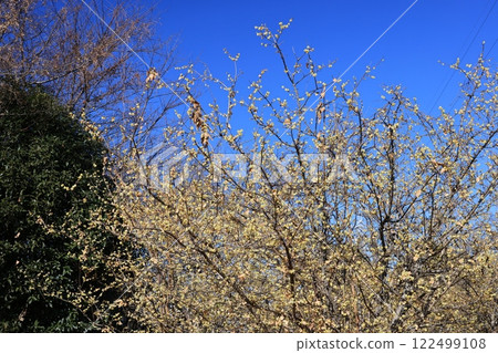 Wintersweet tree in full bloom against a blue sky 122499108