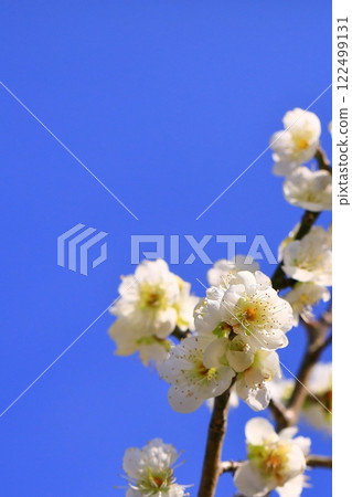 White plum shining in the blue sky White plum shining in the blue sky 122499131