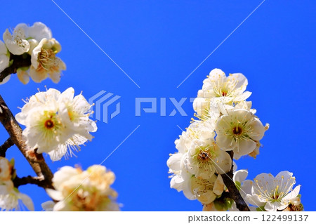 White plum shining in the blue sky White plum shining in the blue sky 122499137