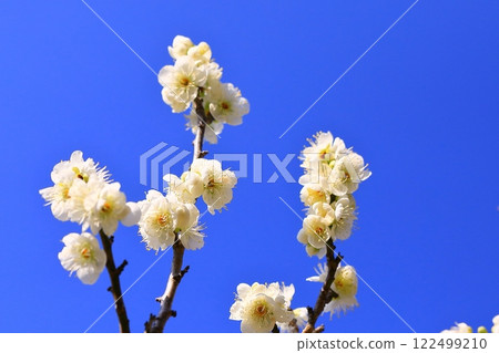 White plum shining in the blue sky White plum shining in the blue sky 122499210
