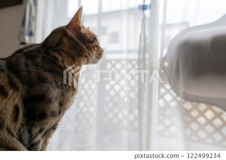 Cat looking out the window 122499234