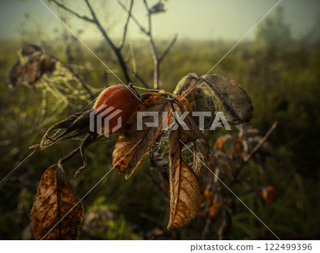 Wild rose hips entangled in a web of small drops of morning dew on branches with yellow leaves in an autumn field 122499396