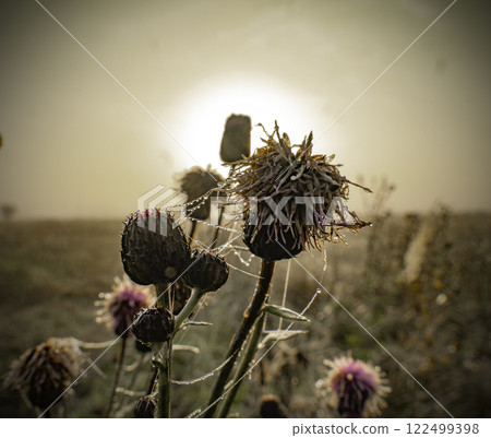 .Fading weed with seed crowns against the backdrop of the rising sun in an autumn field.Cirsium arvense var. integrifolium 122499398