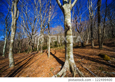 冬季森林 122499400