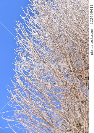 Hoarfrost flowers decorating the thin branches of a ginkgo tree Hoarfrost flowers decorating the thin branches of a ginkgo tree 122499411