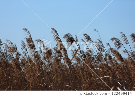 Withered reeds swaying in the north wind Withered reeds swaying in the north wind 122499414