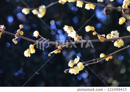 A close-up of a wintersweet twig A close-up of a wintersweet twig 122499415