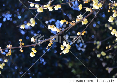 A close-up of a wintersweet twig 122499416