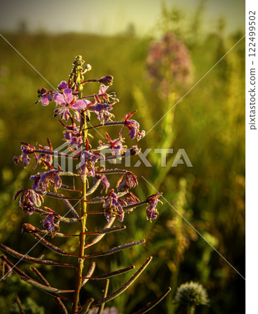 The stem of a blooming fireweed is covered with small drops of dew in a summer field under the rays of the morning sun 122499502