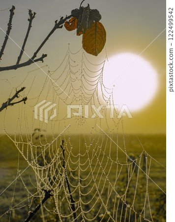 autumn landscape with cobwebs on the branches of a wild apple tree with yellowing leaves 122499542