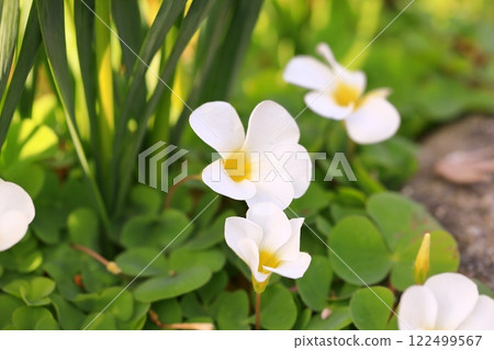 可愛的白色花朵 122499567